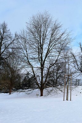 Tilia platyphyllos 'Aurea' - lípa srdčitá - zimní habitus (45)